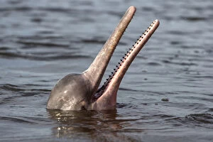 Amazon River Dolphin Gallery: RF - Amazon river dolphin (Inia geoffrensis) at surface, Rio Negro, Manaus, Brazil
