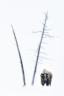 American Bison Gallery: RF - American Bison (Bison bison) male in snow covered in frost, standing by dead trees