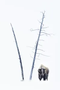 Cold Weather Prints: RF - American Bison (Bison bison) male in snow covered in frost, standing by dead trees