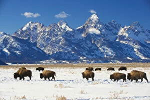 American Buffalo Gallery: RF - American bisons (Bison bison) in Grand Teton National Park. winter. Wyoming, USA