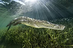 American Crocodile Gallery: RF - American crocodile (Crocodylus acutus) swimming through sunrays