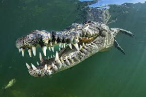 Images Dated 15th December 2020: RF - American crocodile (Crocodylus acutus) swims through sunrays