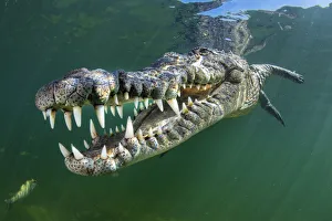 Images Dated 15th December 2020: RF - American crocodile (Crocodylus acutus) swims through sunrays