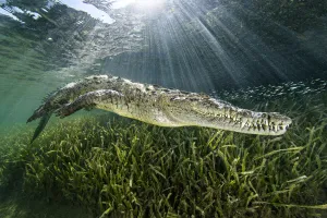 Reptile Prints: RF - American crocodile (Crocodylus acutus) swimming through sunrays