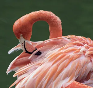 Phoenicopterus Ruber Ruber Prints: RF - American flamingo (Phoenicopterus ruber) preening feathers. Captive