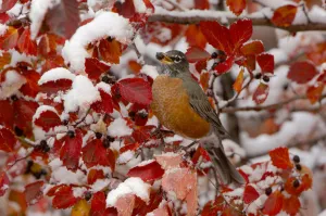 Rf16q4 Prints: RF- American robin (Turdus migratorius) female feeding in Black hawthorn (Crataegus douglasii)