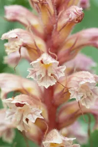 Orobanchaceae Prints: RF - Amethyst broomrape (Orobanche amethystea) in flower