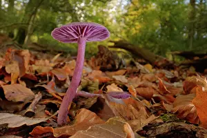 Forest Floor Prints: RF - Amethyst deceiver (Laccaria amethystina) fruiting on a woodland floor