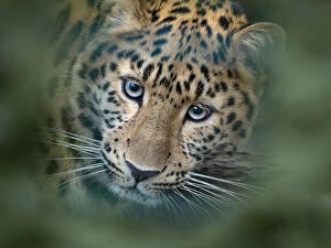 RF - Amur leopard (Panthera pardus orientalis) captive, occurs in northern China and Russia