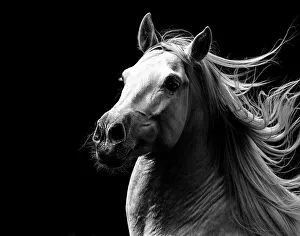 RF - Andalusian horse stallion running with mane flowing, portrait. Germany. (This image may be licensed either as rights managed or royalty free.)