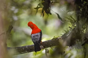 Montane Forest Collection: RF - Andean cock-of-the-rock (Rupicola peruvianus), male perched in tree at a lek