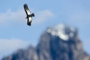 Images Dated 23rd May 2016: RF - Andean condor (Vultur gryphus) flying over Torres del Paine Massif. Torres del