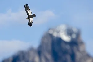 Rf16q4 Prints: RF - Andean condor (Vultur gryphus) flying over Torres del Paine Massif. Torres del