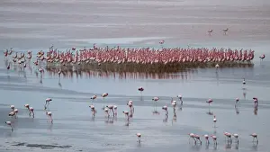 Altitude Prints: RF - Andean flamingos (Phoenicoparrus andinus) flock standing in shallow water