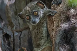 Lepilemur Prints: RF - Ankarana sportive lemur (Lepilemur ankaranensis) looking down from tree