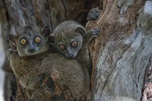 Lepilemur Prints: RF - Two Ankarana sportive lemurs (Lepilemur ankaranensis) sitting in tree hole