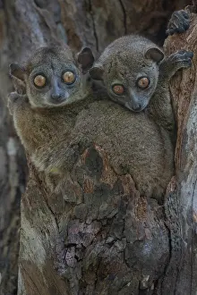 RF - Two Ankarana sportive lemurs (Lepilemur ankaranensis) sitting in tree hole, Analamerana special reserve, Madagascar. Endangered