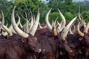 Livestock Prints: RF - Ankole cattle herd, Mburo National Park