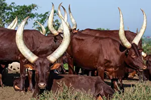 Livestock Prints: RF - Ankole cattle herd, Uganda