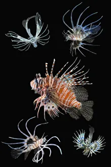 RF - Antennata lionfish (Pterois antennata) with four juveniles, composite image on black background, Indo-Pacific. (This image may be licensed either as rights managed or royalty free. )