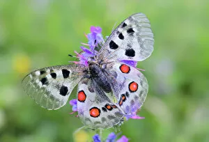 Pattern Gallery: RF - Apollo butterfly (Parnassius apollo) nectaring on flower. North Tyrol, Austria