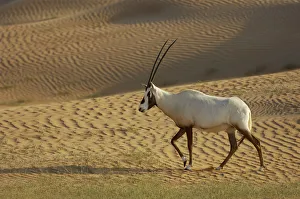 Middle East Prints: RF- Arabian Oryx (Oryx leucoryx) Dubai Desert Conservation Reserve, Dubai, UAE