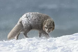 Alopex Lagopus Gallery: RF - Arctic fox (Alopex lagopus). Hornstrandir, Iceland. Blue colour morph in winter coat