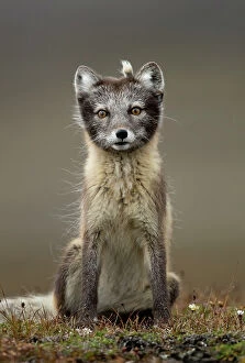 Images Dated 2019 August: RF - Arctic fox (Alopex lagopus) sitting with summer pelage, tuft of fur on head