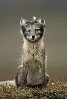 Arctic Prints: RF - Arctic fox (Alopex lagopus) sitting with summer pelage