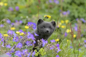 RF - Arctic fox cub (Alopex lagopus) amongst summer flowers, Hornvik, Westfjords