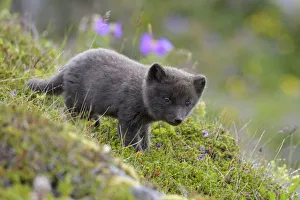 2020 May Highlights Gallery: RF - Arctic fox cub (Alopex lagopus) at den. Hornvik, Hornstrandir, Westfjords, Iceland