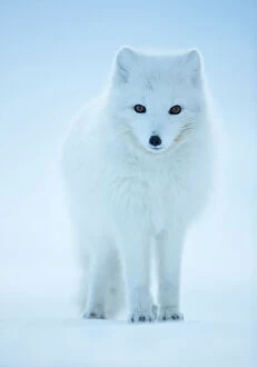 Alopex Lagopus Gallery: RF - Arctic Fox (Vulpes lagopus) portrait in winter coat, Svalbard, Norway, April