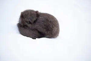 Iceland Prints: RF - Arctic fox (Vulpes lagopus) blue morph