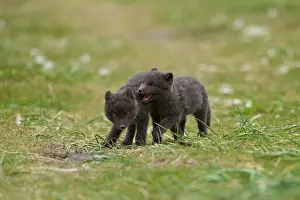 Iceland Prints: RF - Two Arctic fox (Vulpes lagopus) cubs aged 6 weeks