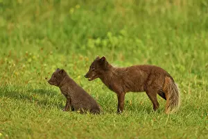 Iceland Prints: RF - Two Arctic fox (Vulpes lagopus) cubs aged 6 weeks