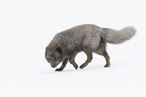 RF - Arctic fox (Vulpes lagopus) male, blue colour morph. Hornstrandir Nature Reserve, Iceland