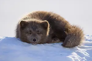 Blue Morph Prints: RF - Arctic fox (Vulpes lagopus) male