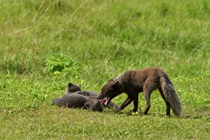 Iceland Prints: RF - Arctic fox (Vulpes lagopus) male