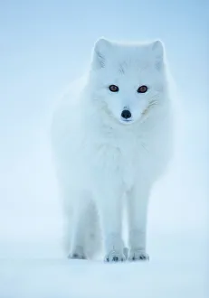Winter Coat Prints: RF - Arctic Fox (Vulpes lagopus) portrait in winter coat, Svalbard, Norway, April
