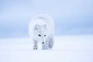 Arctic Prints: RF - Arctic fox (Vulpes lagopus) winter coat