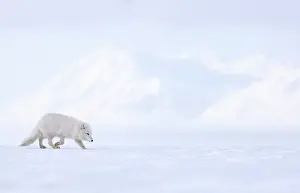 Winter Coat Prints: RF - Arctic fox (Vulpes lagopus) winter coat