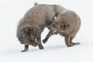 2020 May Highlights Gallery: RF - Arctic foxes (Alopex lagopus) blue colour morphs in winter coat fighting