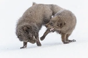 RF - Arctic foxes (Alopex lagopus) blue colour morphs in winter coat fighting