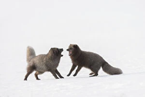 Alopex Lagopus Gallery: RF - Arctic foxes (Vulpes lagopus) interacting Blue colour morph. Hornstrandir Nature Reserve