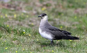Stercorariidae Prints: RF - Arctic skua (Stercorarius parasiticus) portrait