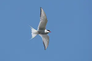 Sterninae Prints: RF - Arctic tern (Sterna paradisaea) in flight against blue sky