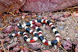 Squamata Prints: RF - Arizona coral snake (Micruroides euryxanthus) portrait