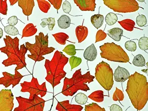 Autumn Prints: RF - Arrangement of autumn leaves