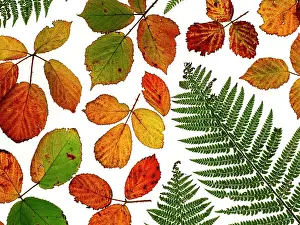 Rubus Bergii Prints: RF - Arrangement of Bramble leaves (Rubus)