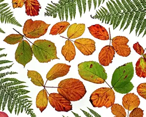 Rubus Bergii Prints: RF - Arrangement of Bramble leaves (Rubus fruticosus)